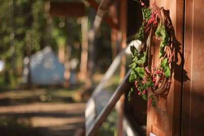 Close-up of potted plant hanging on wood