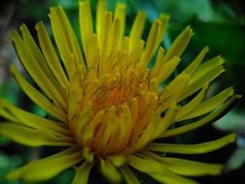 Close-up of yellow flower