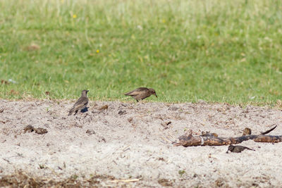 Flock of birds on land