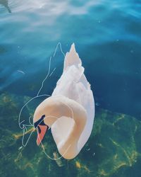 Close-up of jellyfish swimming in sea