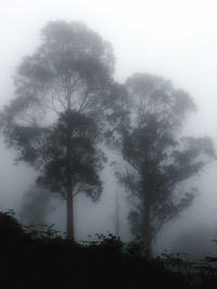 Trees in forest against sky