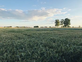 Scenic view of wheat field against sky