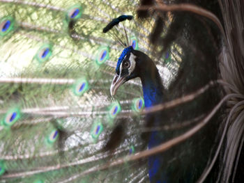 Close-up of bird