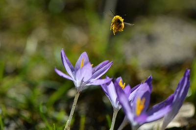 Close-up of bee on purple flower