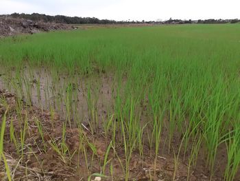 Scenic view of field against sky