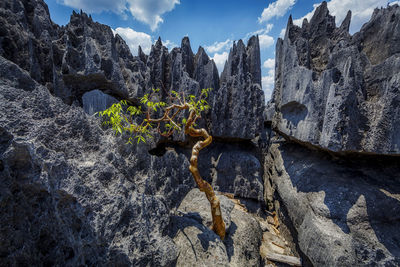 Plants growing on rocks against sky