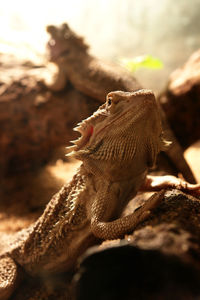 Close-up of iguana on field