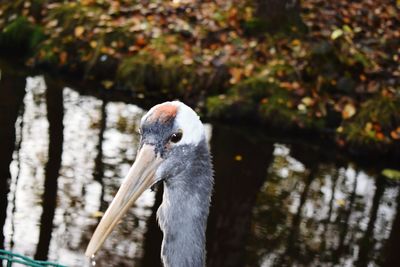 Close-up of bird