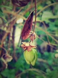 Close-up of plant