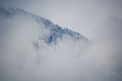 Trees in forest during foggy weather against sky