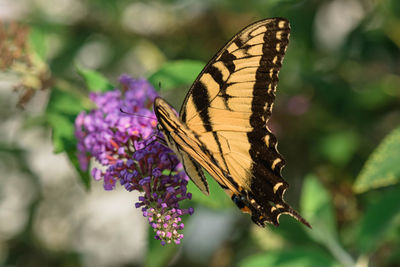 Close-up of butterfly pollinating on purple flower