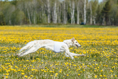 Dog running on field