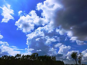 Low angle view of trees against blue sky