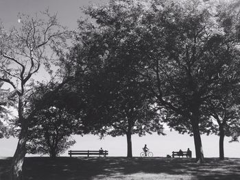 Trees on a bench