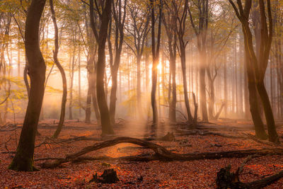 Sunlight streaming through trees in forest