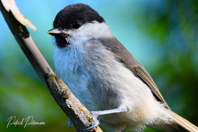 Close-up of bird perching on branch