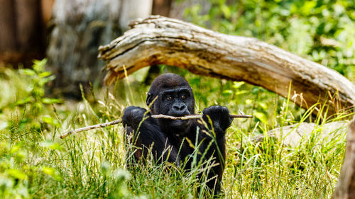 Portrait of monkey sitting outdoors