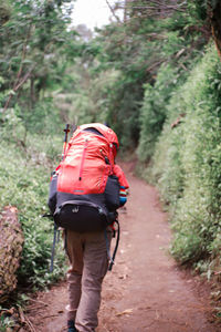 Rear view of man walking in forest