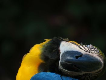 Close-up of a bird against blurred background