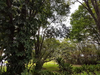 Low angle view of trees against sky