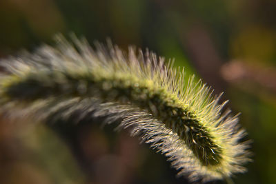 Close-up of cactus plant