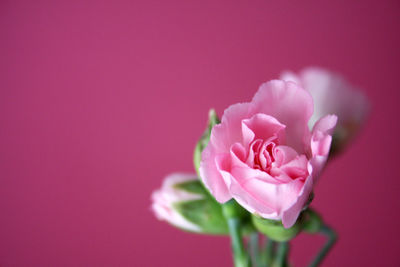 Close-up of pink roses