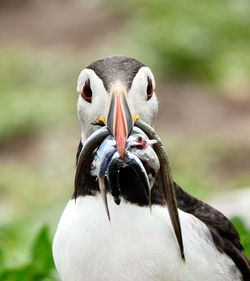 Close-up of bird