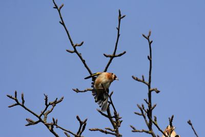 Low angle view of goldfinch perching on branch against sky
