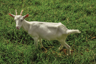 Close-up of goat next a fence in a farmhouse near the village of joanopolis. brazil