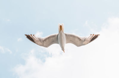 Low angle view of seagulls flying against sky