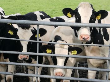 Cows in farm