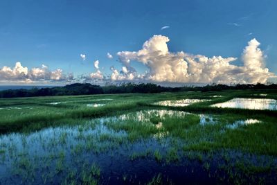 Scenic view of agricultural field against sky