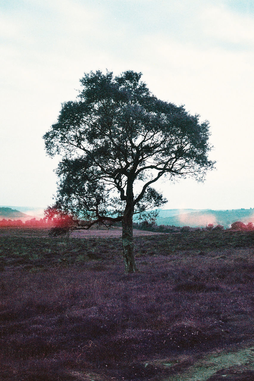 VIEW OF LONE TREE ON LANDSCAPE AGAINST SKY