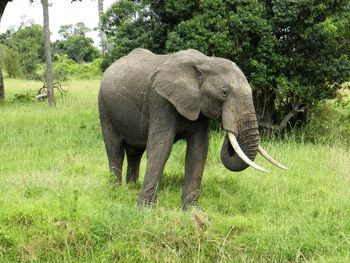 Elephant in a field