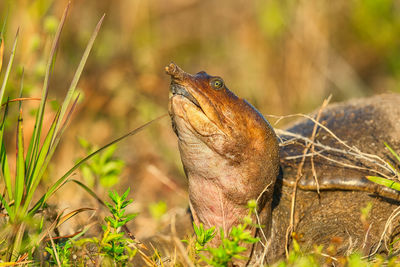 Close-up of lizard on field