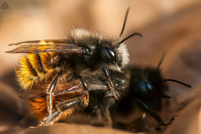 Close-up of insect on flower