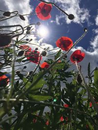 Low angle view of poppies against trees