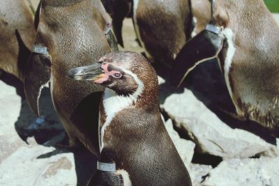 Close-up of pigeons on rock