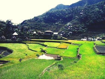 Scenic view of grassy field against sky