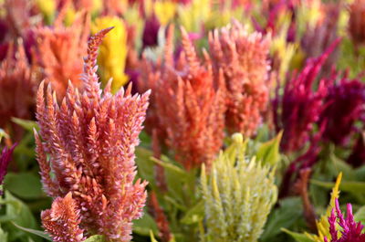 Close-up of pink flowering plants