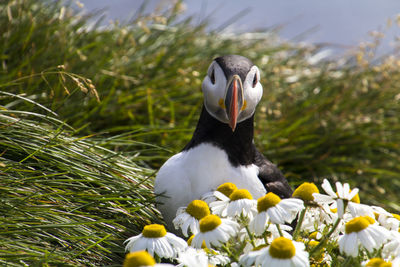 A puffin is sitting in the meadow at látrabjarg a coast of the westfjords in iceland