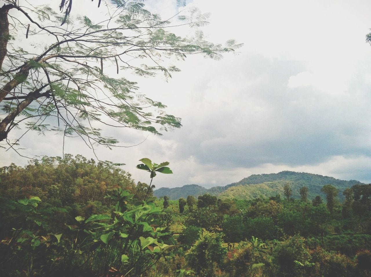 tree, sky, tranquility, tranquil scene, scenics, beauty in nature, mountain, growth, nature, cloud - sky, cloudy, branch, green color, landscape, cloud, non-urban scene, idyllic, day, plant, lush foliage