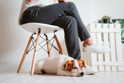 Young woman at home using mobile phone, cute small dog besides. work from home concept