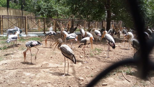 Flock of birds in park