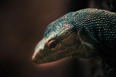 Close-up of lizard