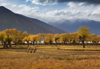 View of horse on field against mountain range