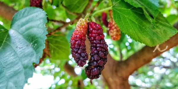 Close-up of berries growing on plant