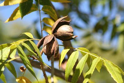 Close-up of plant