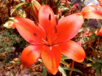 Close-up of red flowers blooming outdoors