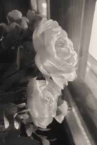 Close-up of rose blooming outdoors